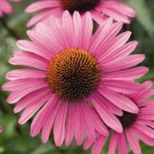 Echinacea purpurea zaden - 5 gram | 1175 zaden 
